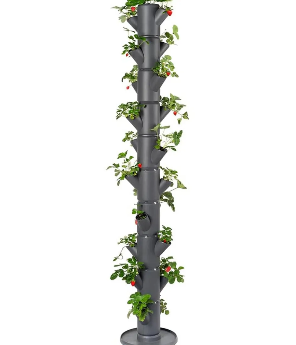 Gusta Garden Erdbeerbaum Sissi Strawberry Infinity, ca. B32/H185/T27 cm