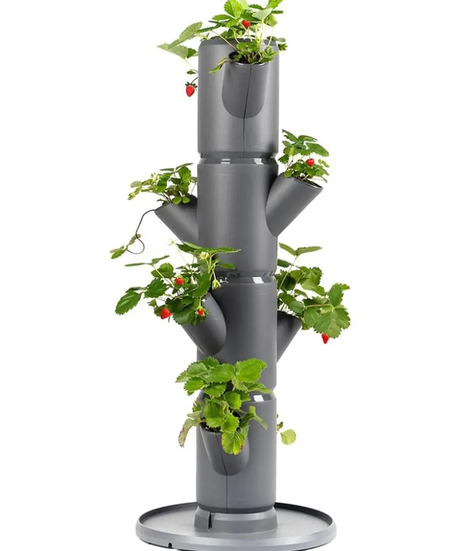 Gusta Garden Erdbeerbaum Sissi Strawberry Starter, ca. B32/H77/T27 cm