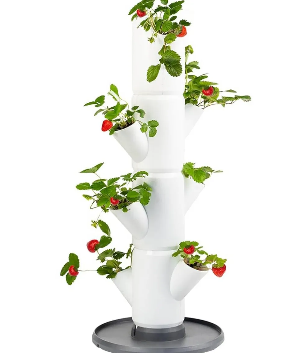 Gusta Garden Erdbeerbaum Sissi Strawberry Starter, ca. B32/H77/T27 cm
