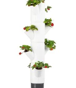 Gusta Garden Erdbeerbaum Sissi Strawberry, hängend, ca. B27/H77/T27 cm