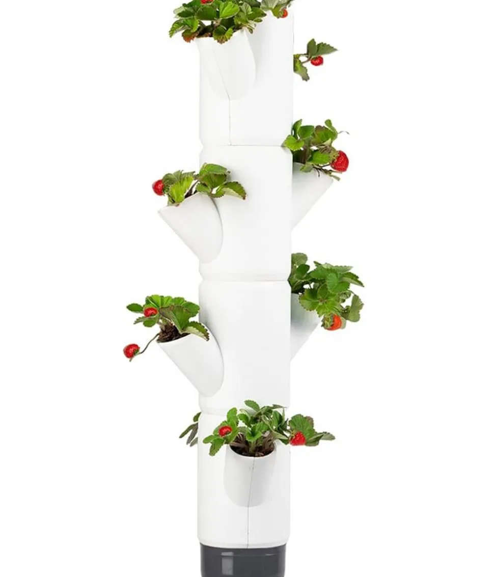 Gusta Garden Erdbeerbaum Sissi Strawberry, hängend, ca. B27/H77/T27 cm