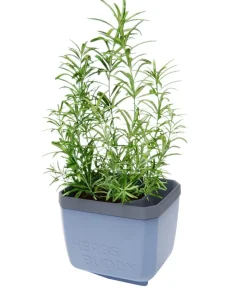 Gusta Garden Kräutertopf Herbs Buddy, ca. B16/H14/T14 cm