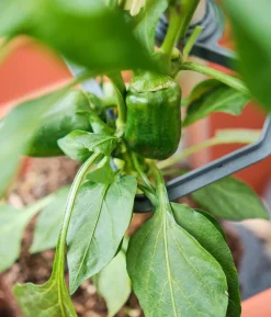 Gusta Garden Rankhilfe Chili Buddy, ca. B34/H64/T19 cm, 3er-Set