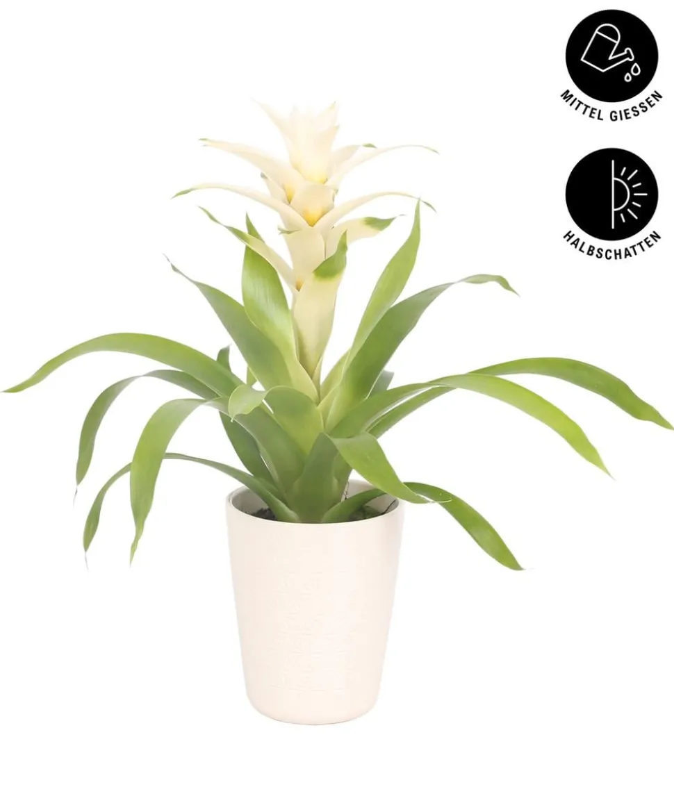 Guzmanie - Guzmania 'Deseo White', in Keramik