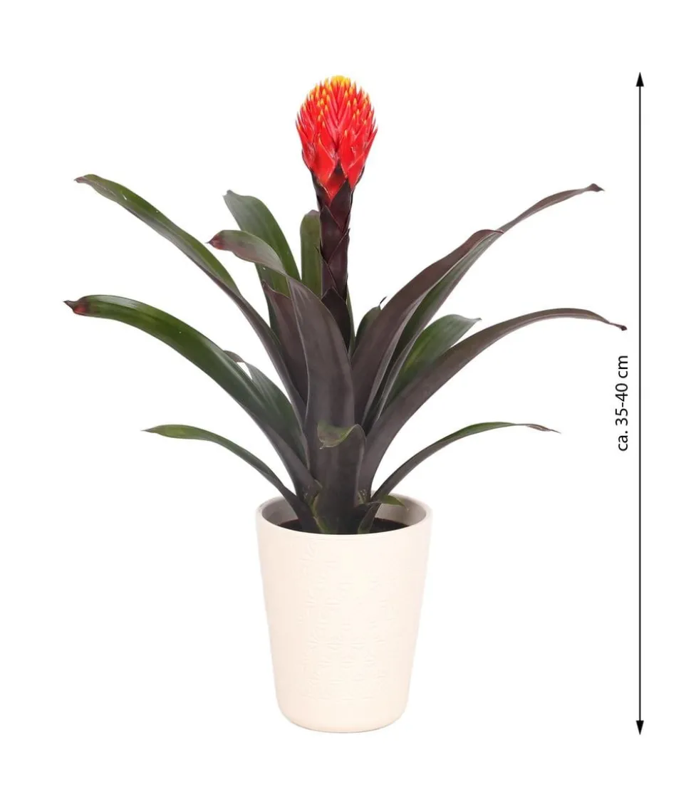 Guzmanie - Guzmania 'Tala', in Keramik