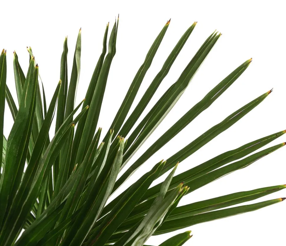 Hanfpalme
