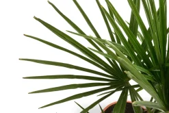 Hanfpalme