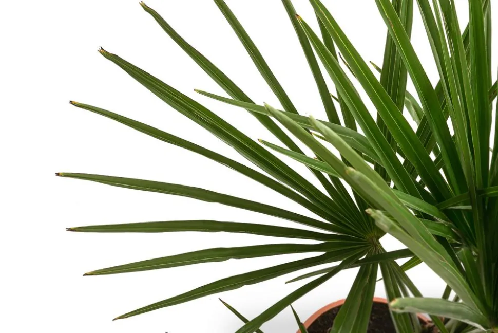 Hanfpalme