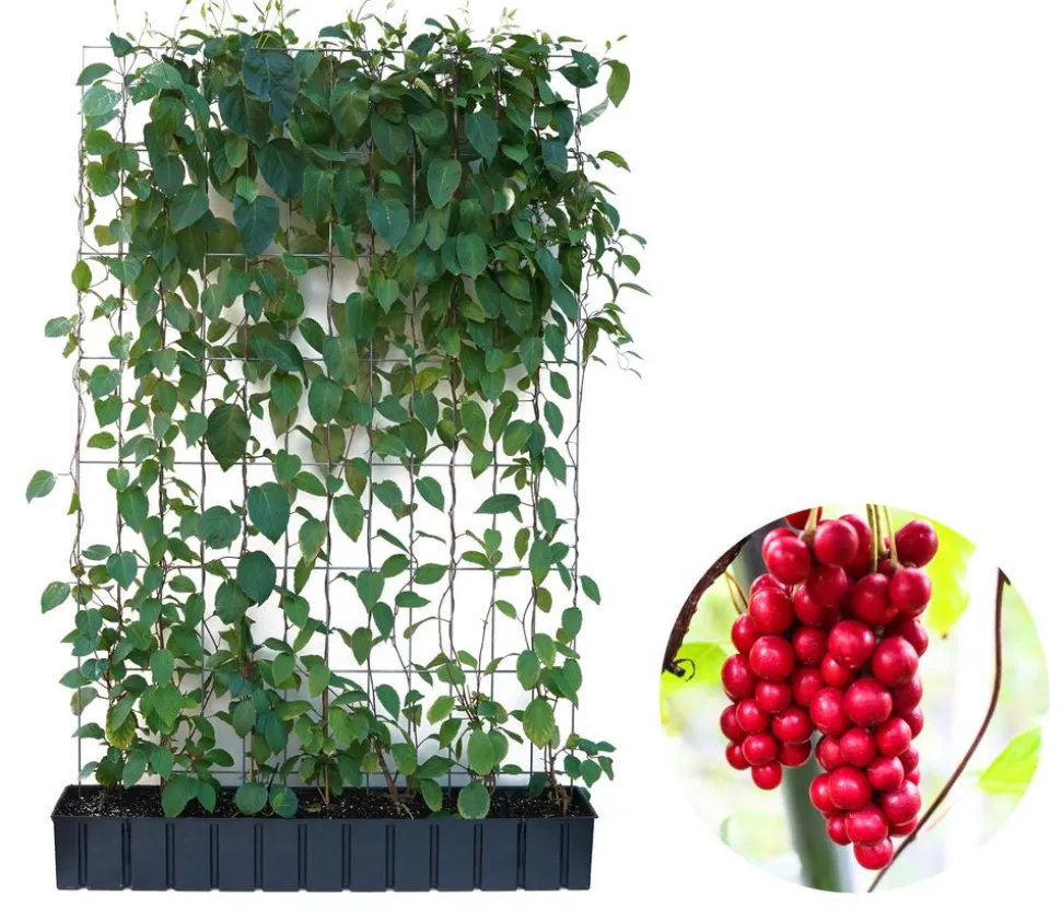 Hecke am laufenden Meter® Chinesisches Spaltkörbchen, ca. 160-180 cm