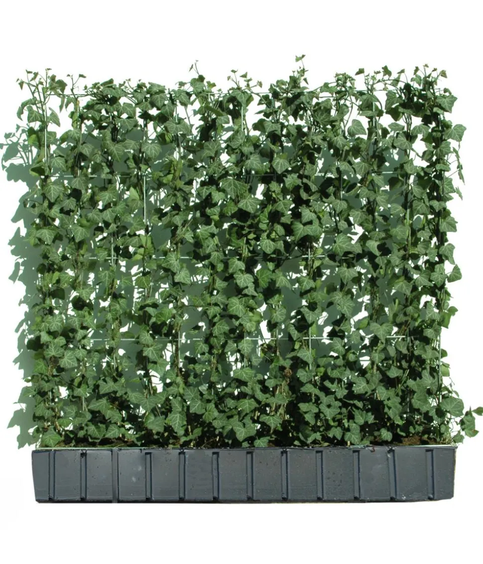 Hecke am laufenden Meter® 'Woerneri' - Efeu, ca. 100 cm