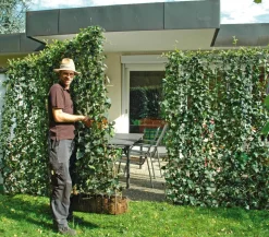 Hecke am laufenden Meter® 'Woerneri' - Efeu, ca. 180 cm