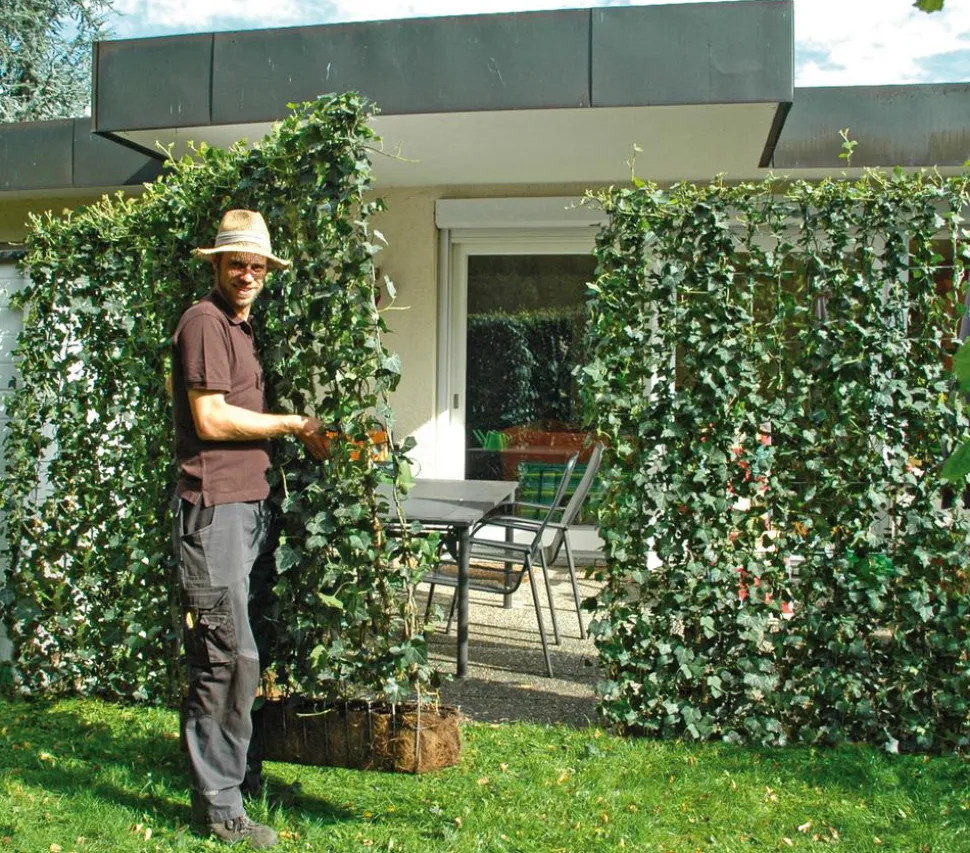Hecke am laufenden Meter® 'Woerneri' - Efeu, ca. 180 cm