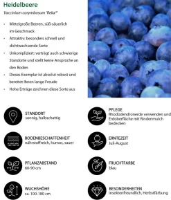 Heidelbeere 'Reka®'
