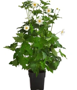 Herbst-Anemone, verschiedene Sorten
