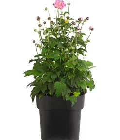 Herbst-Anemone, verschiedene Sorten