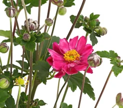 Herbst-Anemone, verschiedene Sorten