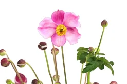 Herbst-Anemone, verschiedene Sorten