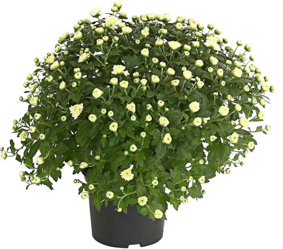 Herbst-Chrysantheme
