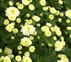 Herbst-Chrysantheme