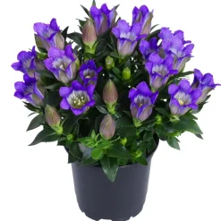 Herbstenzian