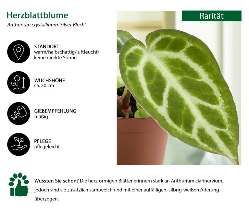 Herzblattblume - Anthurium crystallinum 'Silver Blush'