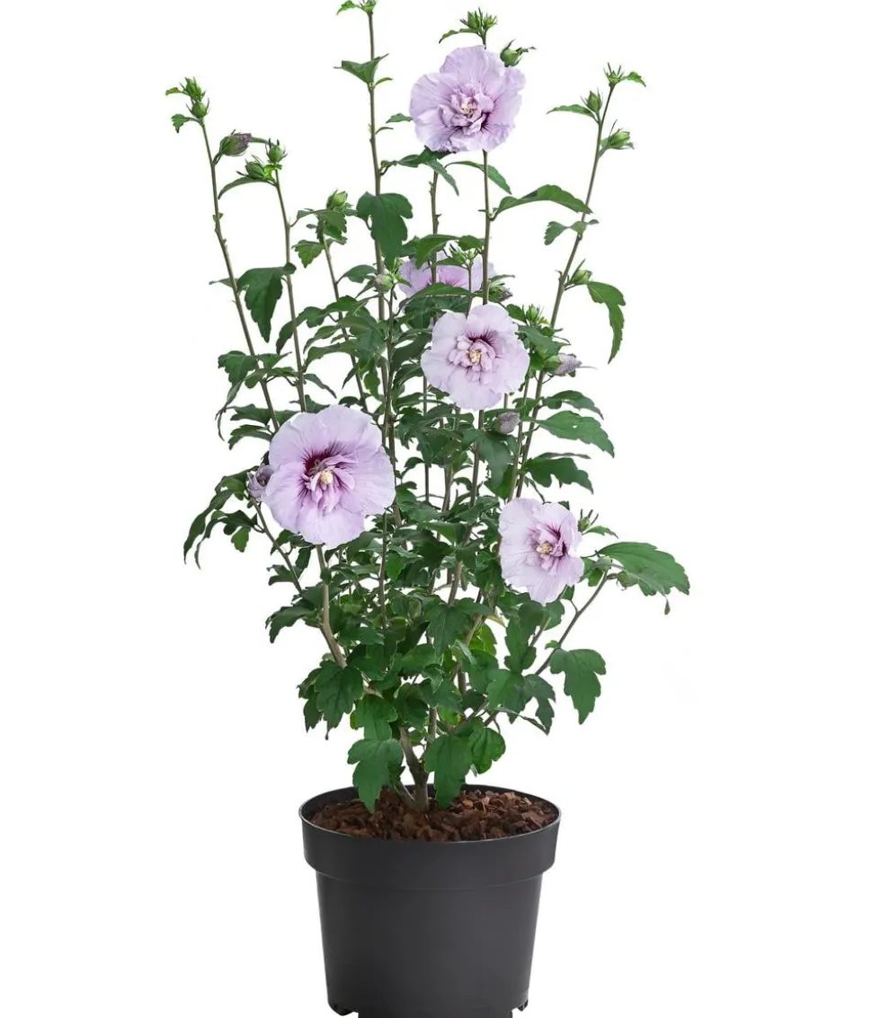 Hibiskus 'Blue Chiffon®' - Garten-Eibisch