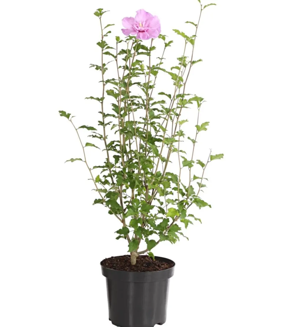 Hibiskus 'Lavender Chiffon®' - Garten-Eibisch