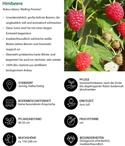 Himbeer-Brombeer-Set Gesund & Lecker, 3-teilig