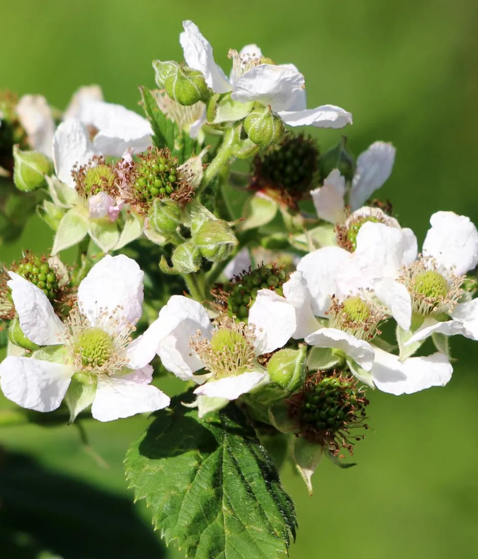 Himbeere 'Golden Everest'