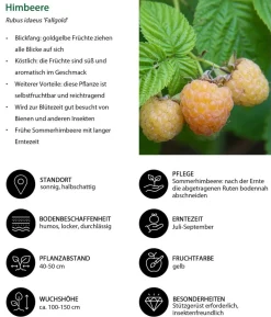 Himbeer-Set Himbeer-Quartett, 4-teilig