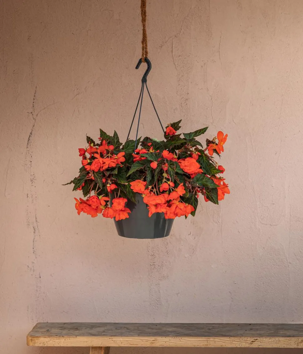 Hängebegonie 'Belina®', Ampel