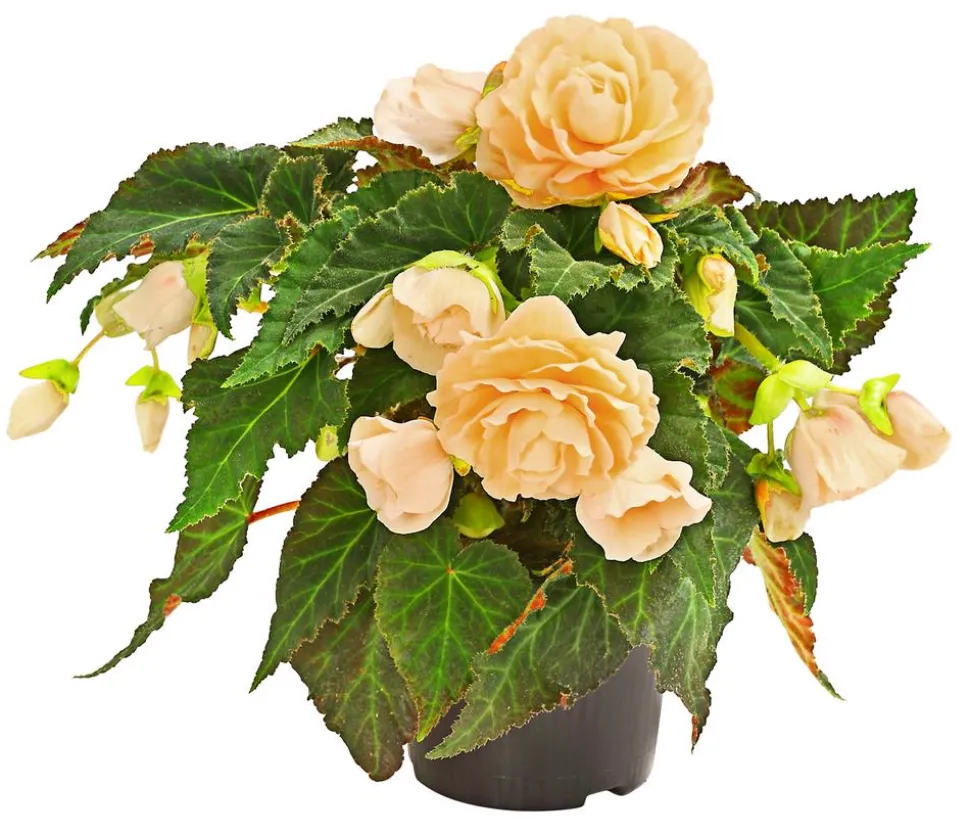 Hängebegonie 'Champagner'