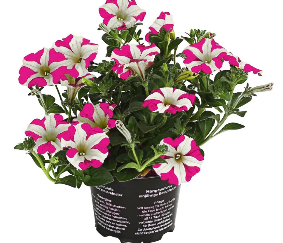 Hängepetunie 'Pink Heart®'