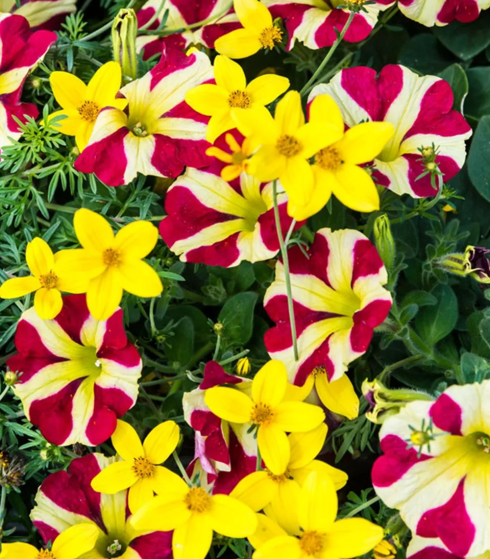 Hängepetunie 'Queen of Hearts®'