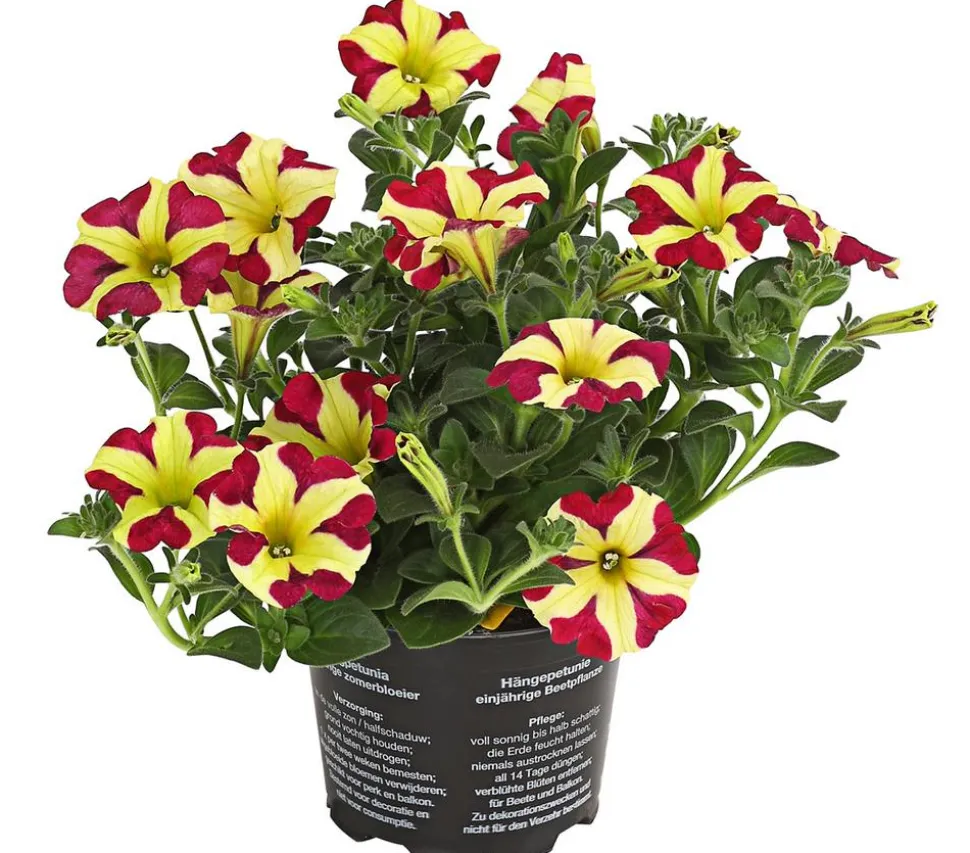 Hängepetunie 'Queen of Hearts®'