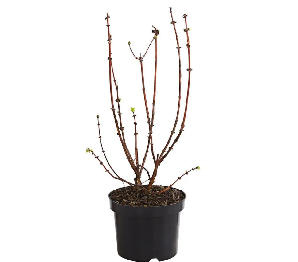 Honigbeere 'Polina'