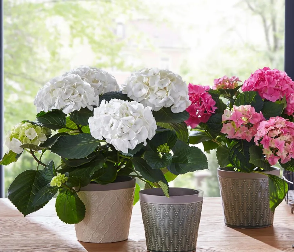 Hortensie - Hydrangea macrophylla