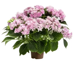 Hortensie - Hydrangea macrophylla 'Floria'