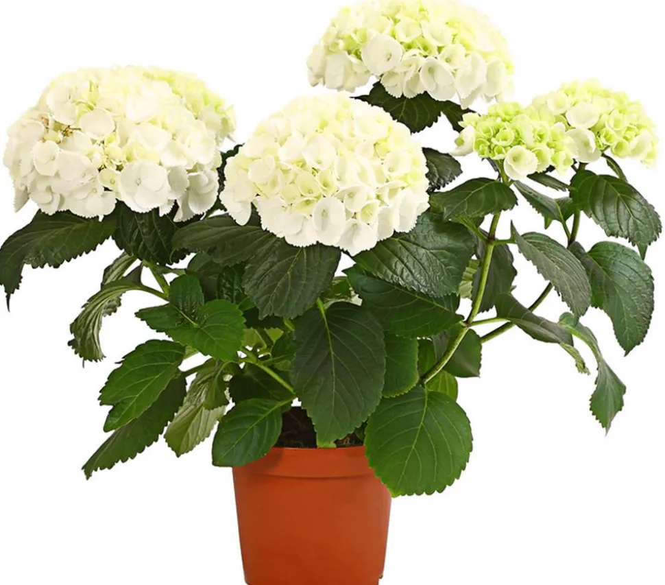 Hortensie - Hydrangea macrophylla