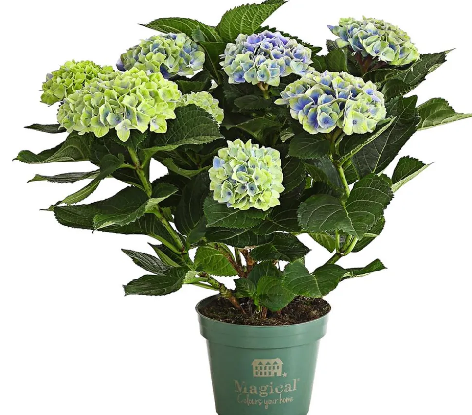 Hortensie 'Magical', verschiedene Farben