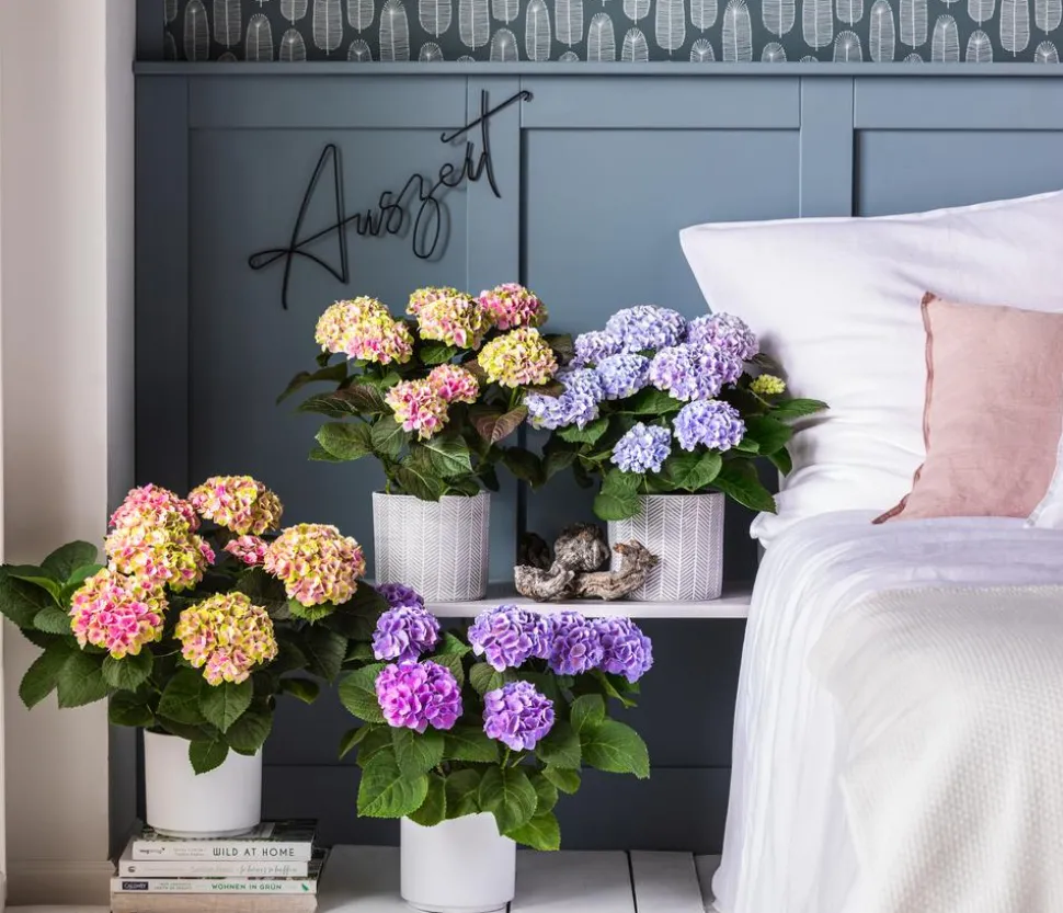 Hortensie 'Magical', verschiedene Farben