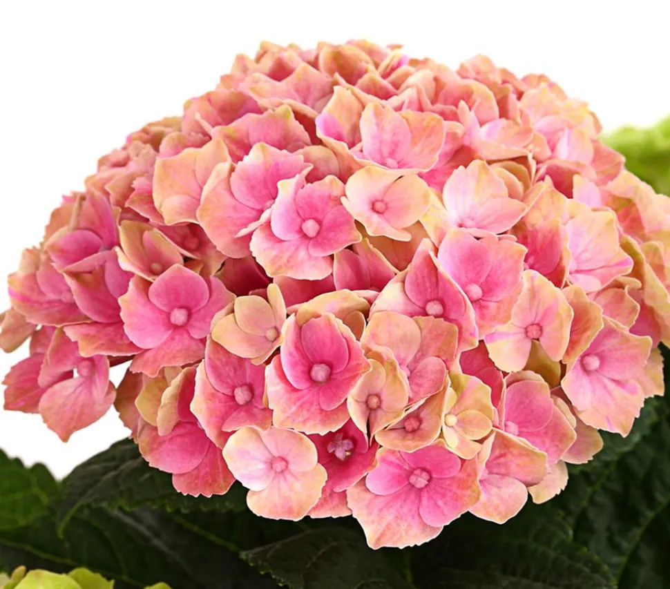 Hortensie 'Magical', verschiedene Farben