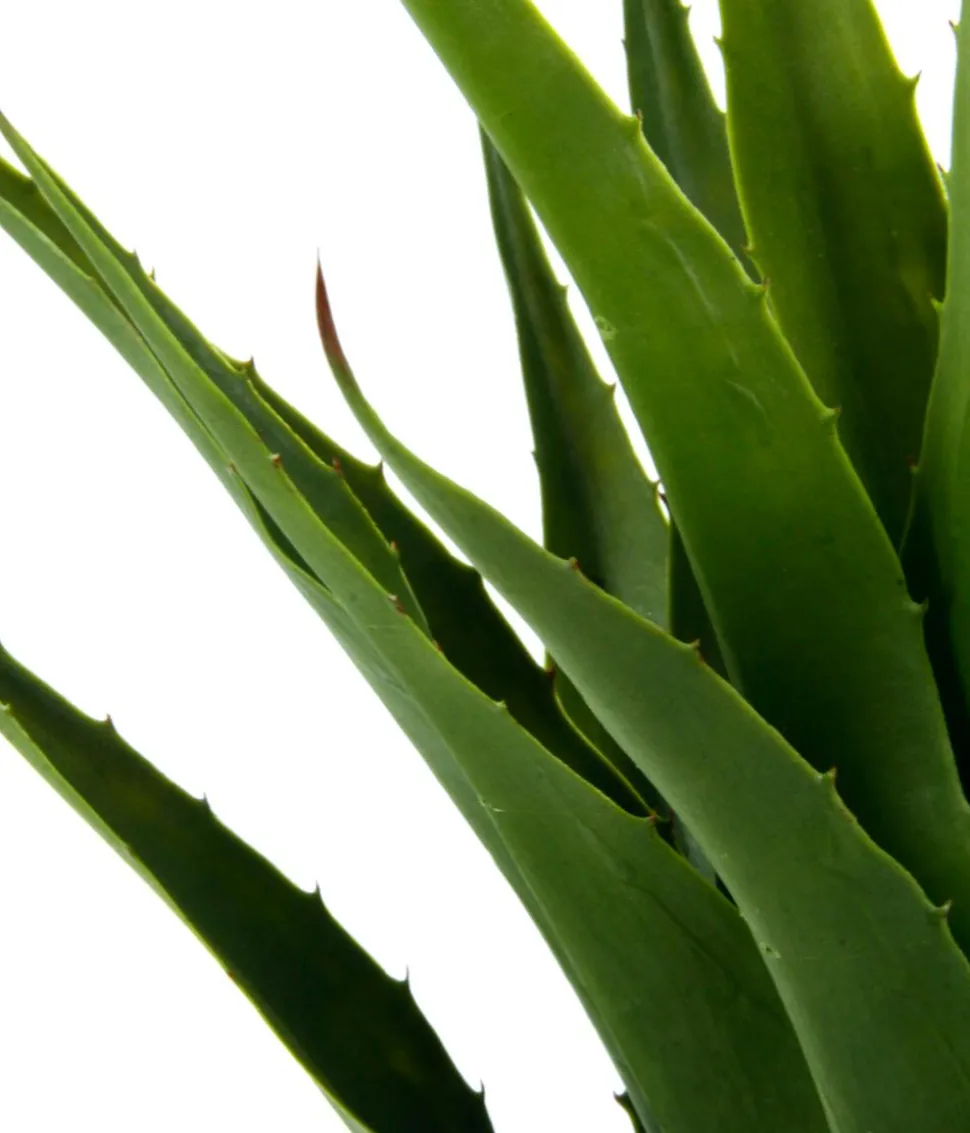 I.GE.A Kunstpflanze Agave im Topf, ca. H75 cm