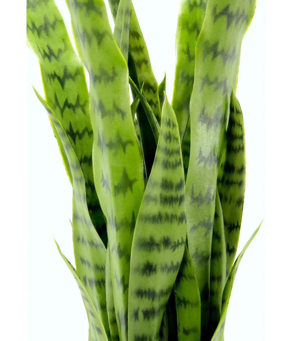 I.GE.A. Kunstpflanze Sansevieria im Kunststoff-Topf, ca. H75 cm