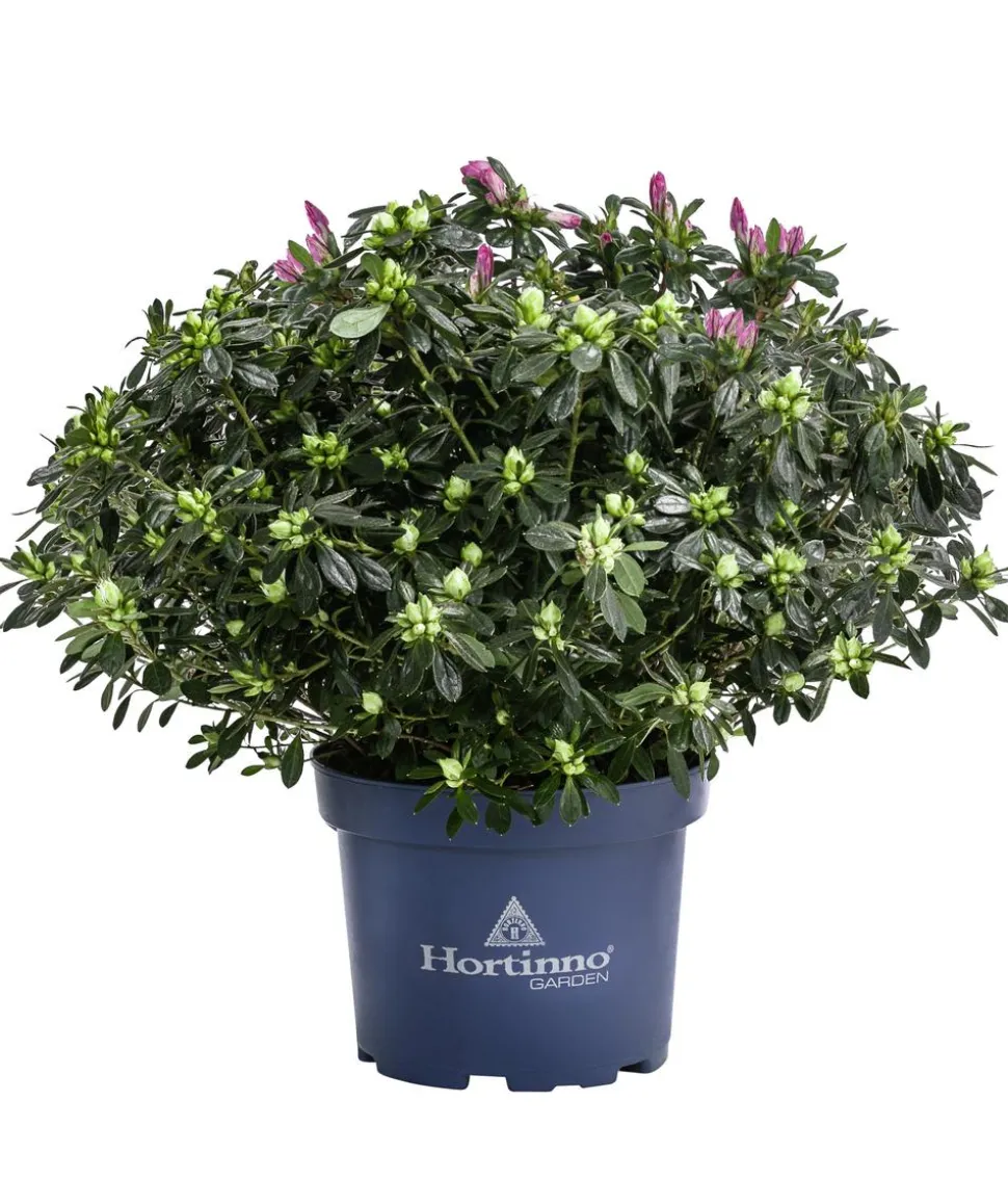 Japanische Azalee 'Deluxe', Bicolor