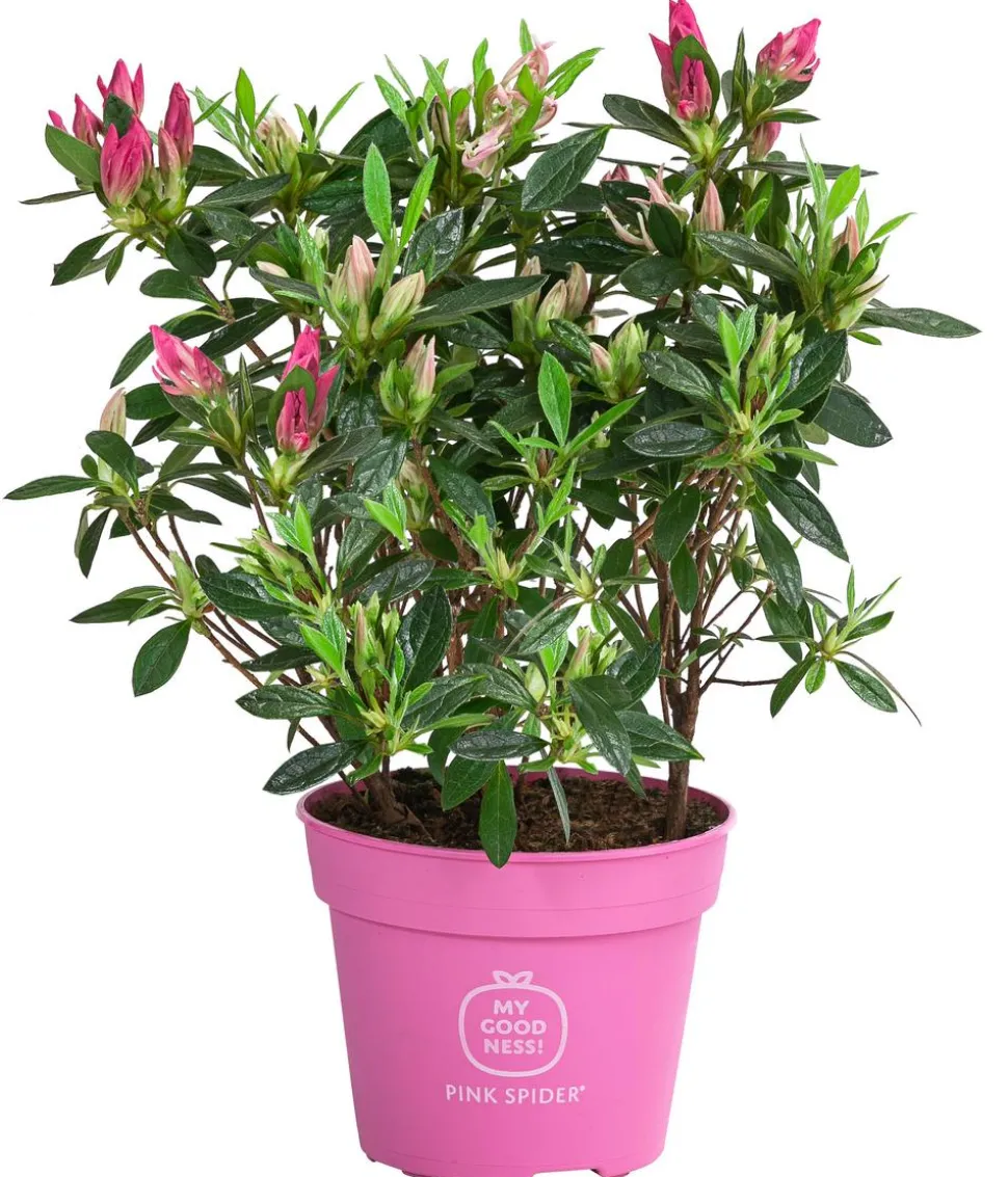 Japanische Azalee 'Pink Spider®'