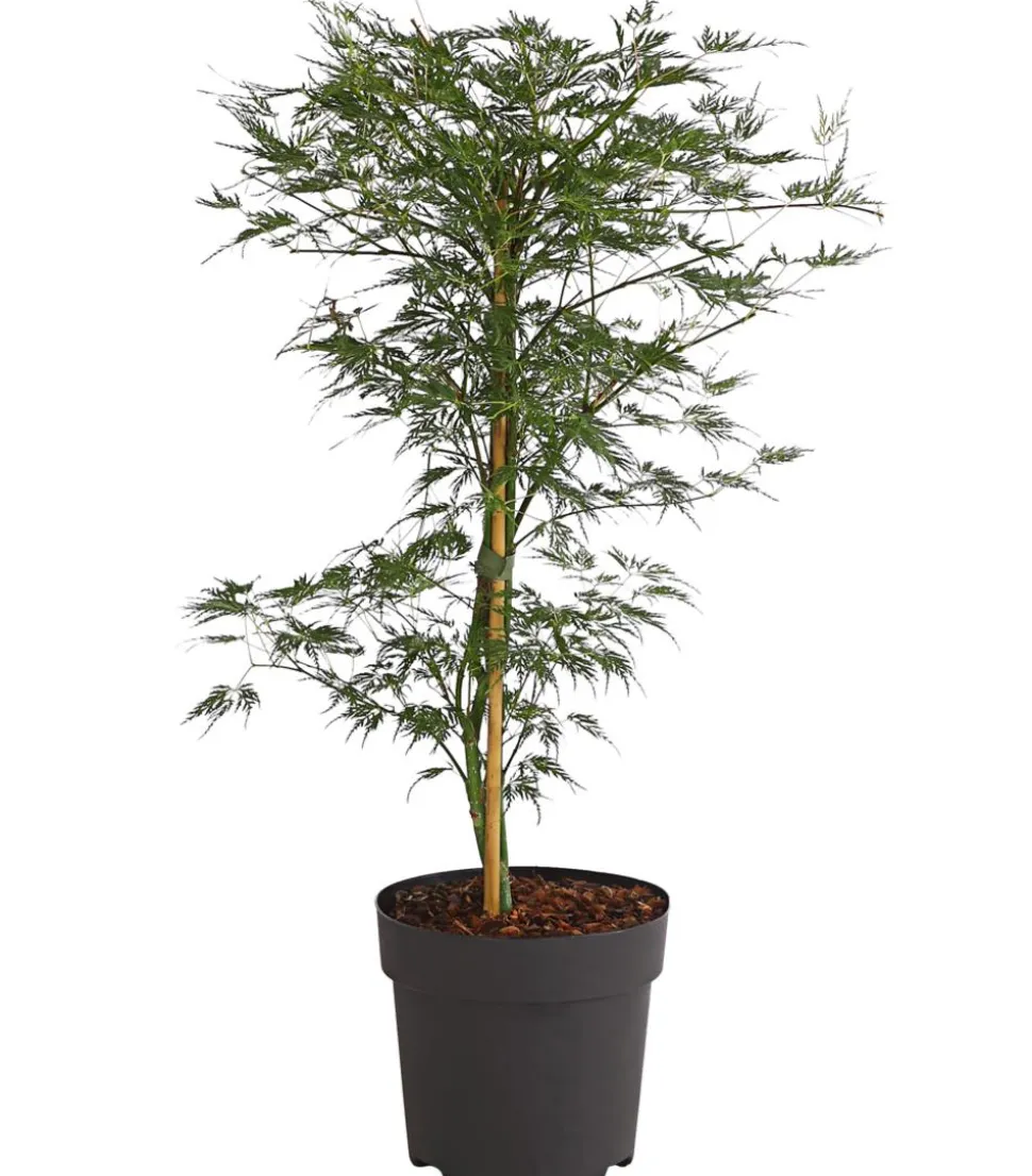 Japanischer Fächerahorn 'Emerald Lace'