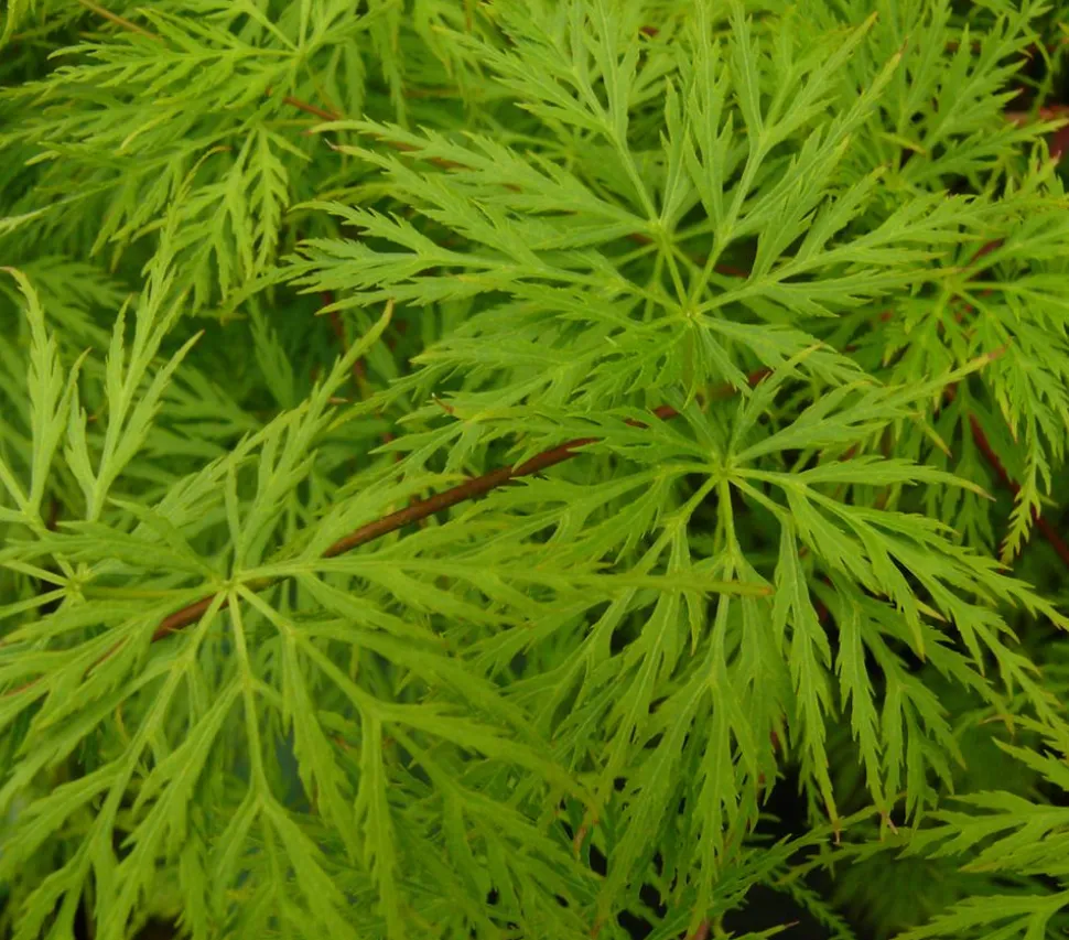 Japanischer Fächerahorn 'Emerald Lace'