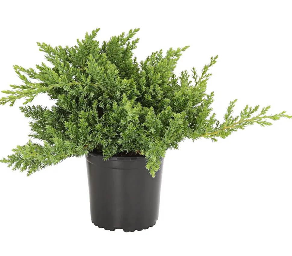 Japanischer Kriech-Wacholder 'Nana'