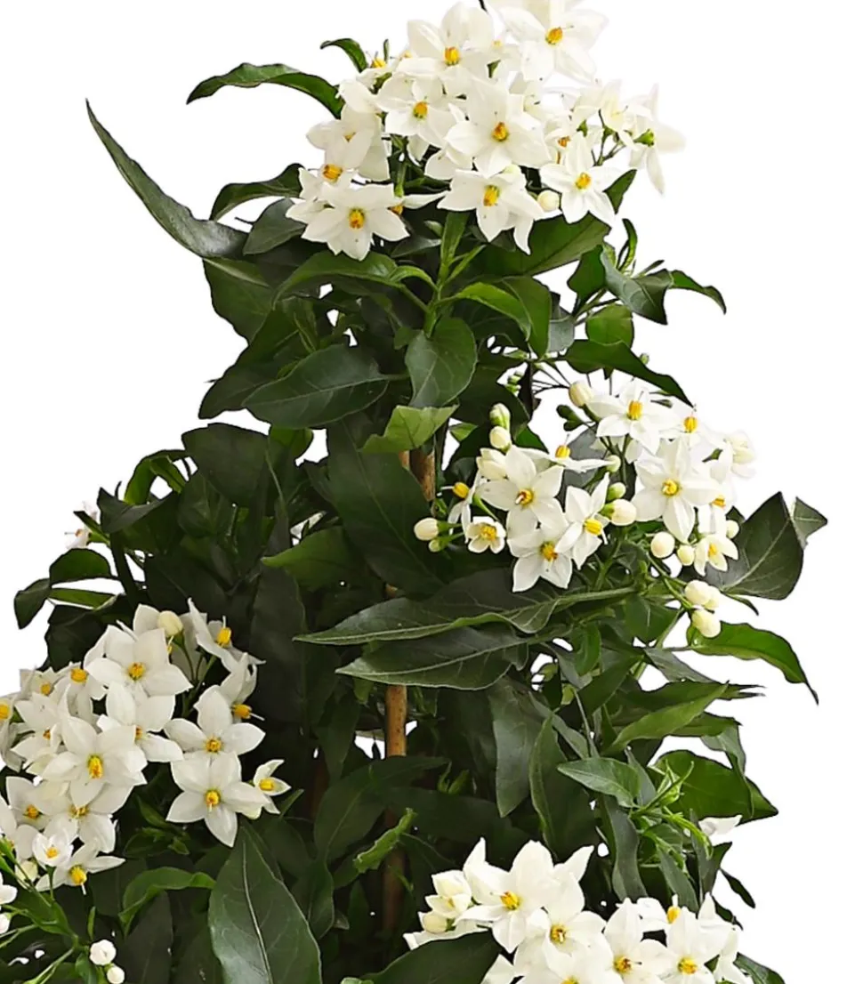 Jasminblütiger Nachtschatten, Pyramide